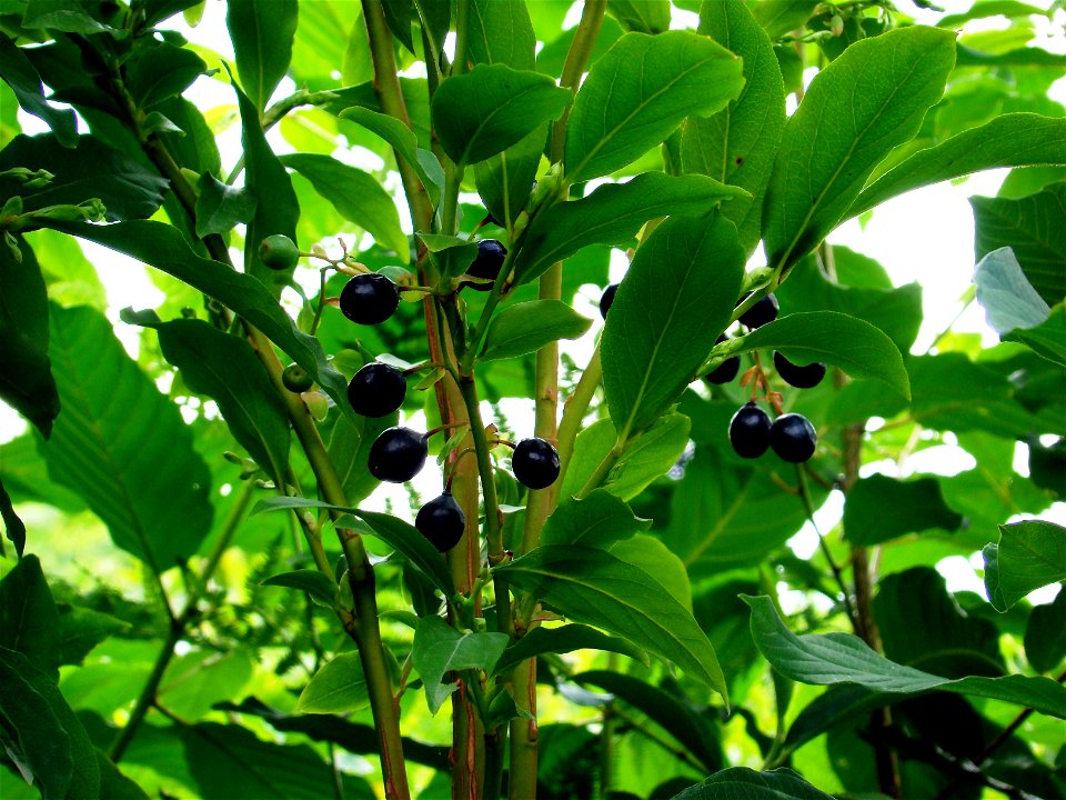 Vaccinium arctostaphylos