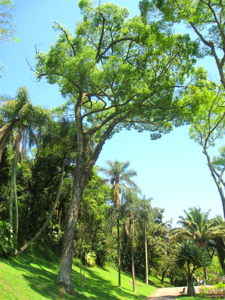 Cariniana legalis in the Jardim Botânico de São Paulo, São Paulo City, SP, Brazil.
