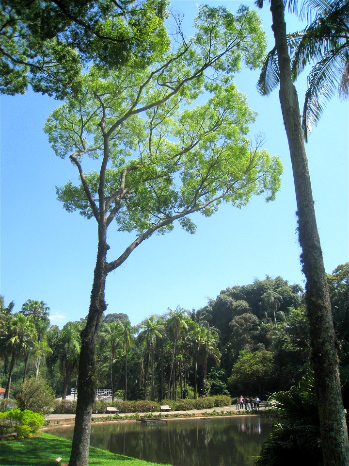 Cariniana legalis in the Jardim Botânico de São Paulo, São Paulo City, SP, Brazil.