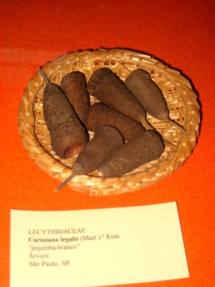 Cariniana legalis specimen in the Museu Botânico Dr. João Barbosa Rodrigues, Jardim Botânico de São Paulo, São Paulo City, SP, Brazil.