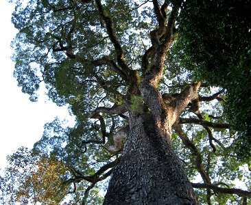 jequitiba rosa gigante de 3.000 anos
