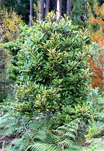 Juvenile Rapanea tree growing on the eastern slopes of Table Mountain photo