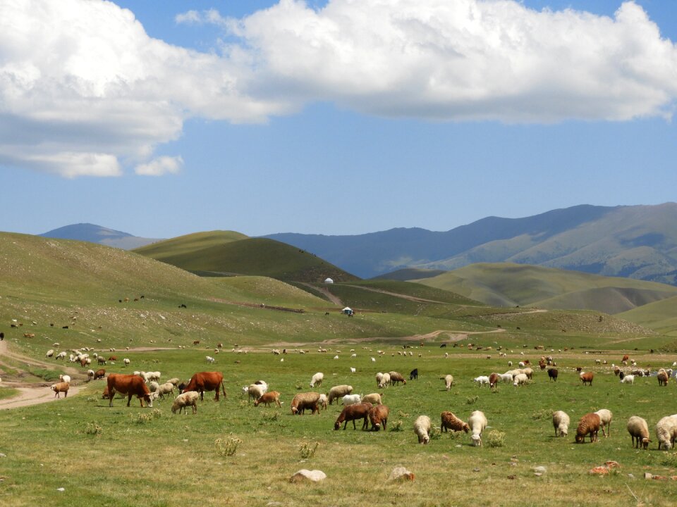 Goats sheep herd photo