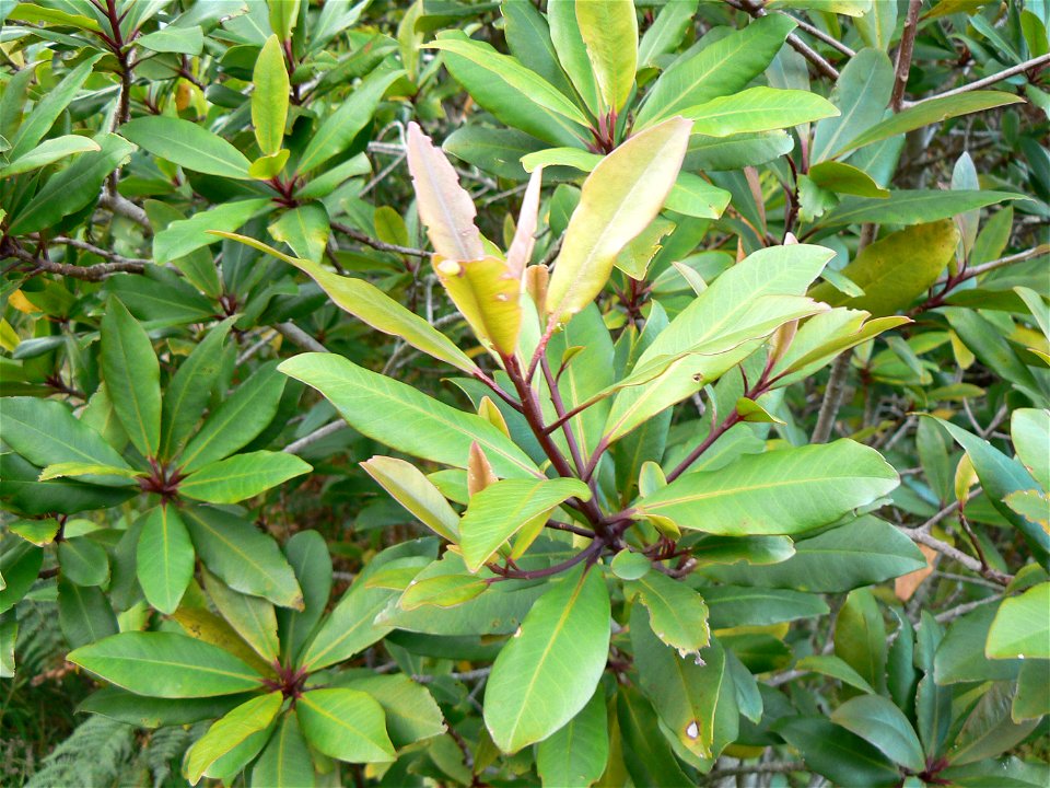 Rapanea tree leaves photographed in Cape Town