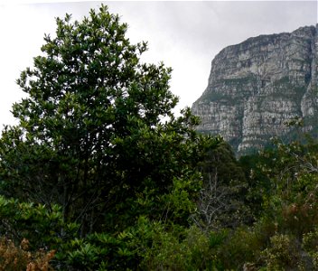 Rapanea tree with Table Mountain in the background