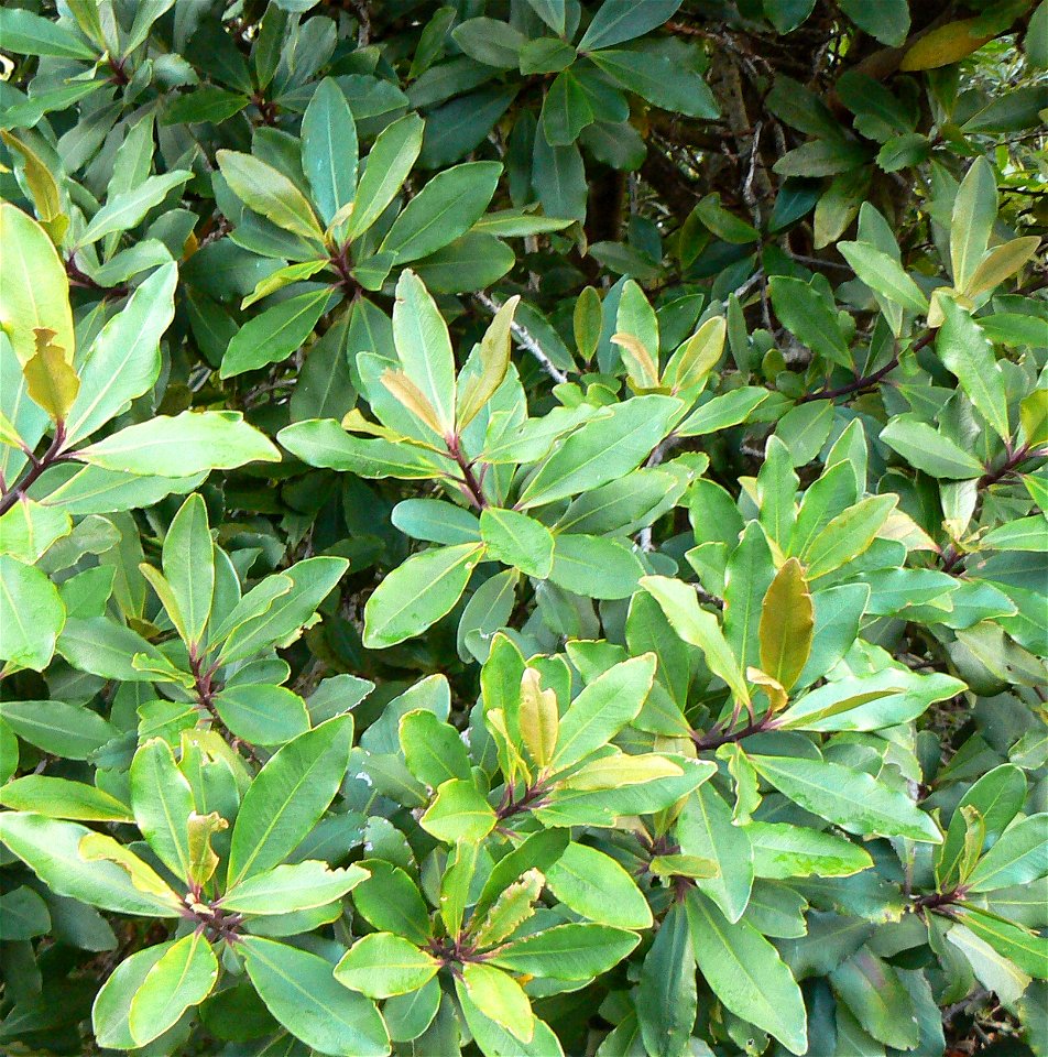 Rapanea melanophloeos tree. Detail of foliage. Photo taken in Cape Town.