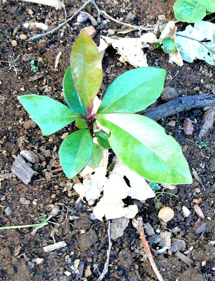 Rapanea melanophloeos tree. Tiny seedling. Photo taken in Cape Town.