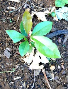 Rapanea melanophloeos tree. Tiny seedling. Photo taken in Cape Town.