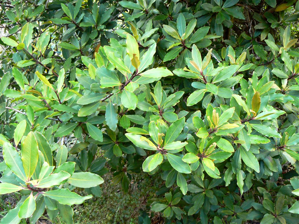 Rapanea melanophloeos tree. Detail of foliage. Photo taken in Cape Town.