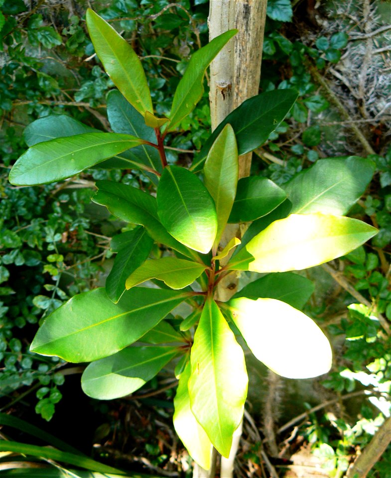 Rapanea melanophloeos tree. Young shoots. Photo taken in Cape Town.