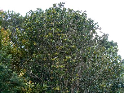 Medium-sized Rapanea melanophloeos tree with thinned foliage due to aridity.