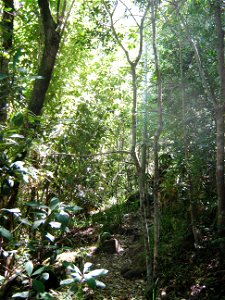 Rapanea melanophloeos trees growing in indigenous afrotemperate woodlands at Newlands Forest. Cape Town. photo