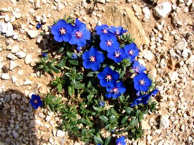 Anagallis monelli