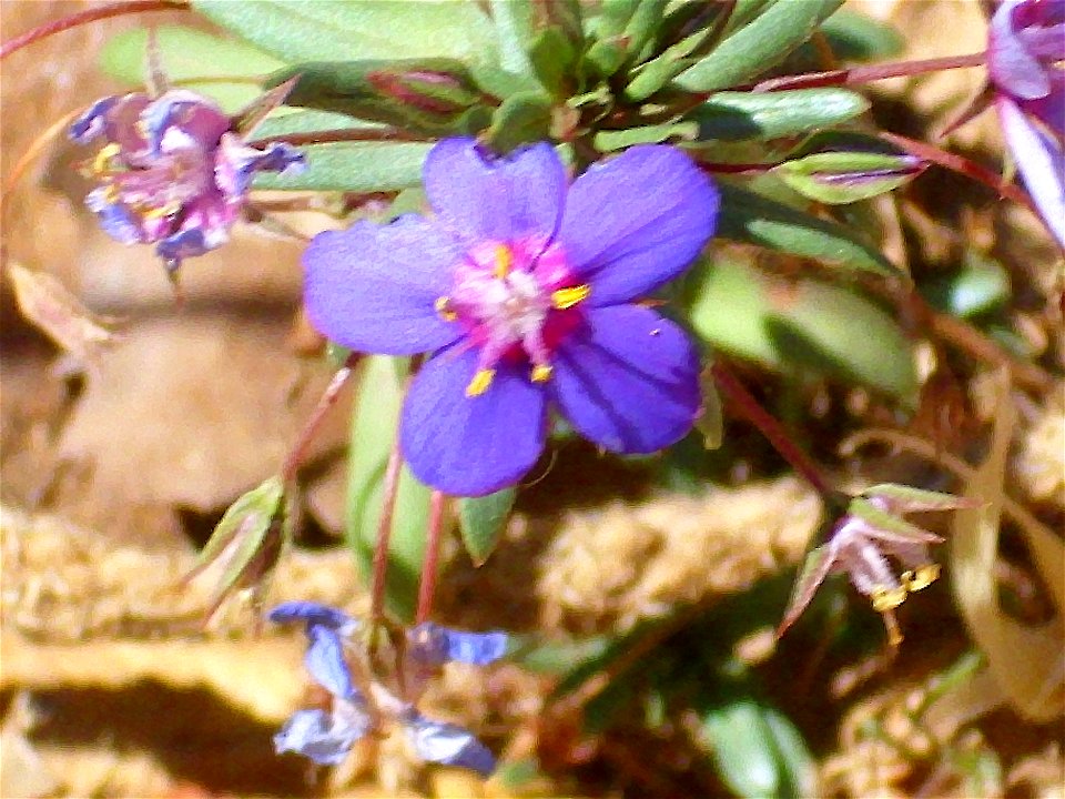 Anagallis monelli subsp. linifolia leaves, "Puerto de Niefla" Sierra Madrona, Spain