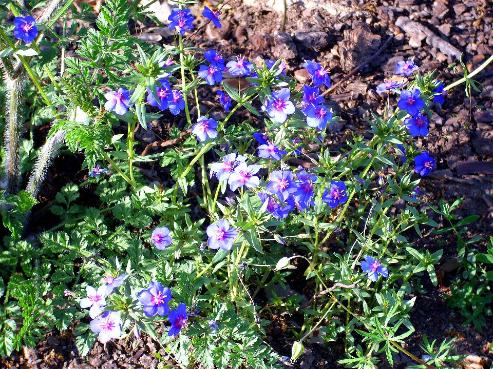 Anagallis monelli subsp. linifolia habit, Sierra Madrona, Spain