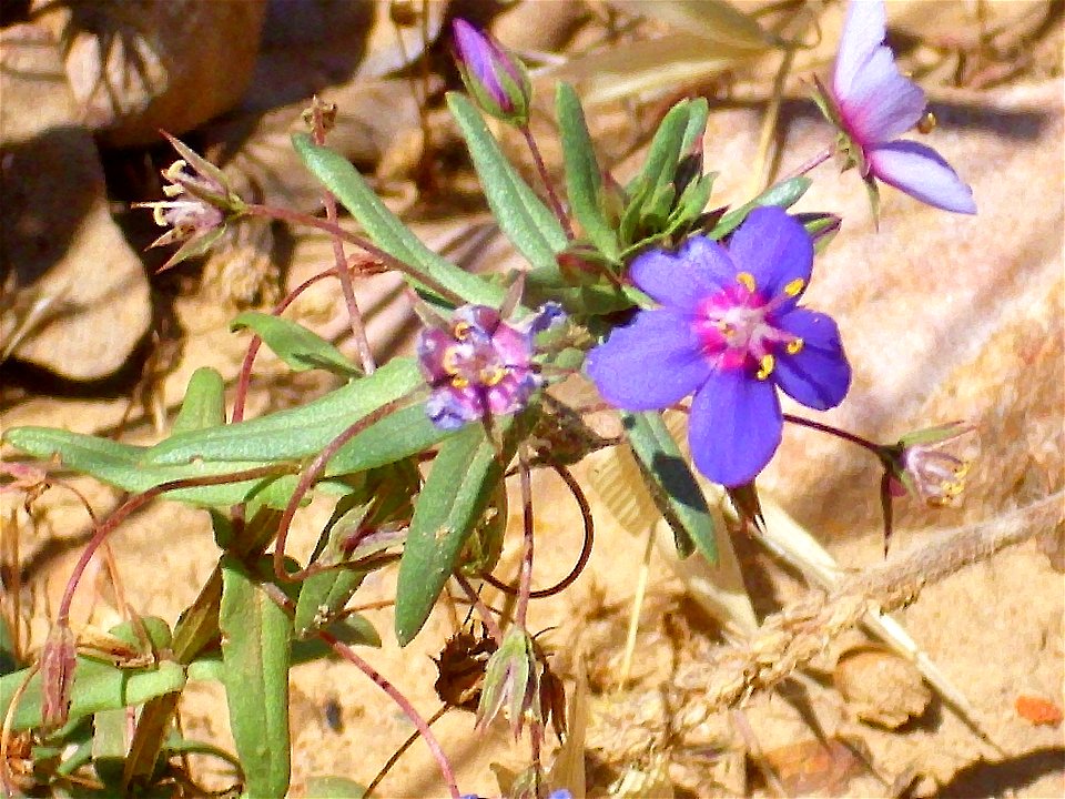 Anagallis monelli subsp. linifolia flowers and leaves Sierra Madrona, Spain