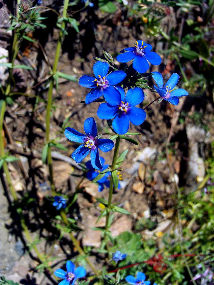 Lysimachia monelli subsp. linifolia, flowers, Dehesa Boyal de Puertollano, Spain