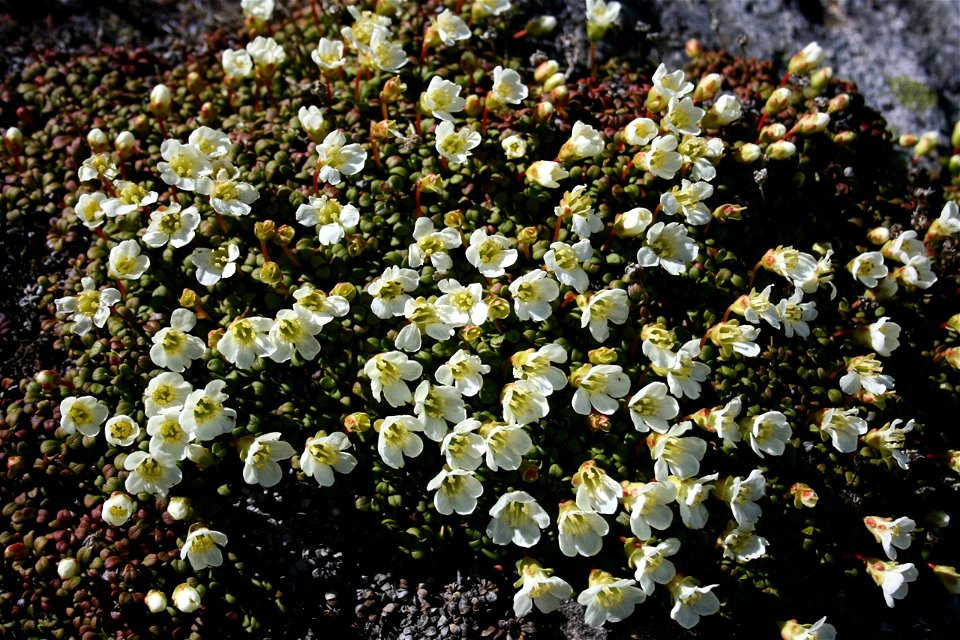 Diapensia lapponica lives in Mount Haku