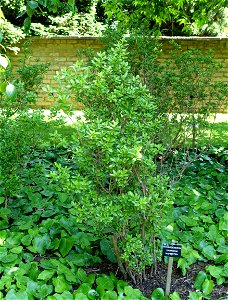 Horticultural specimen in Savill Garden - Windsor Great Park, England. photo