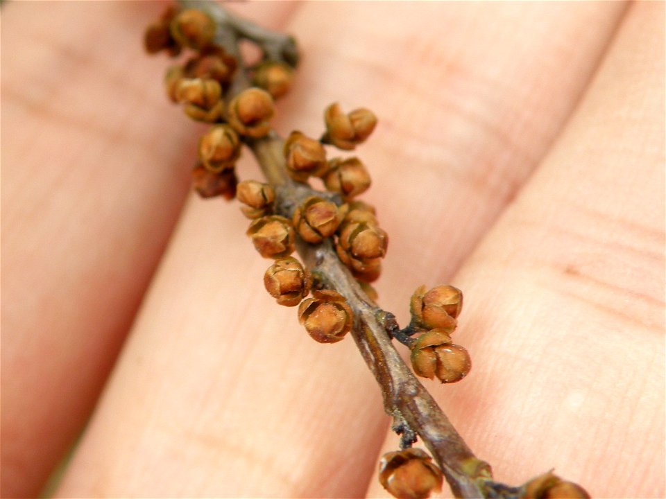 Eurya japonica flower