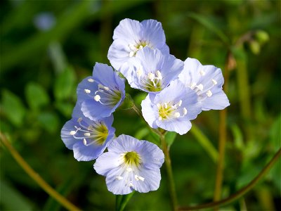 Creeping Jacob's Ladder (Polemonium reptans) at Cheekwood Botanical Garden in Nashville, Tennessee, USA. photo