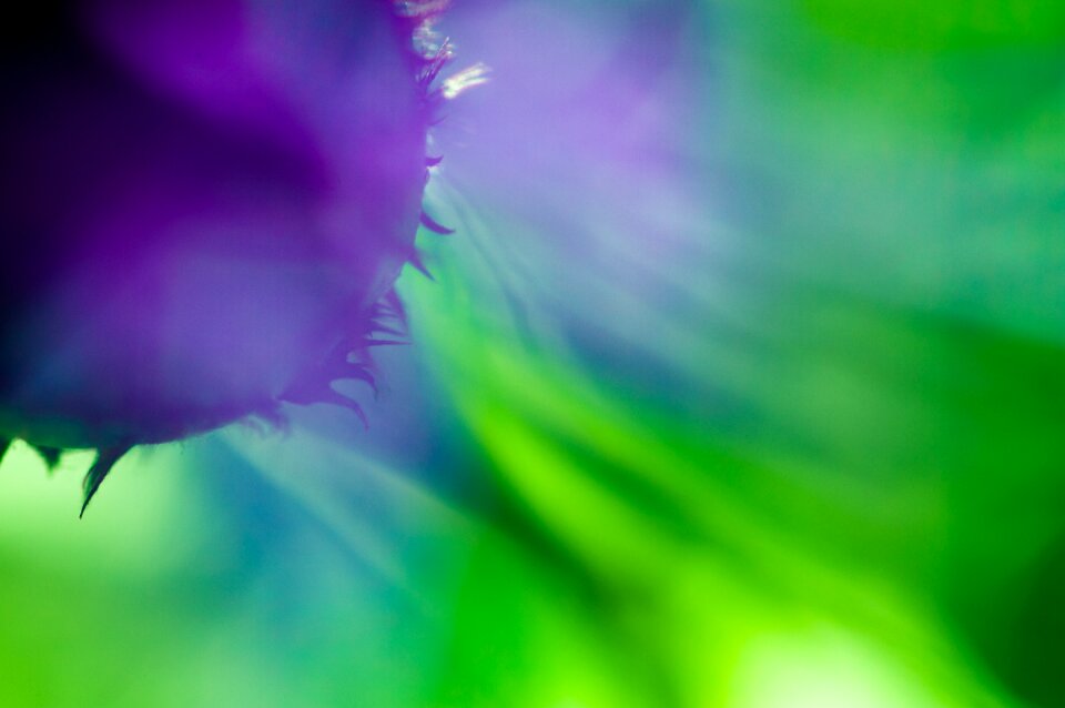 Summer close up blue