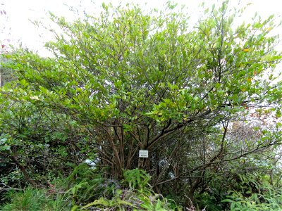 Botanical specimen in the Miyajima Natural Botanical Garden, Hatsukaichi, Hiroshima, Japan.