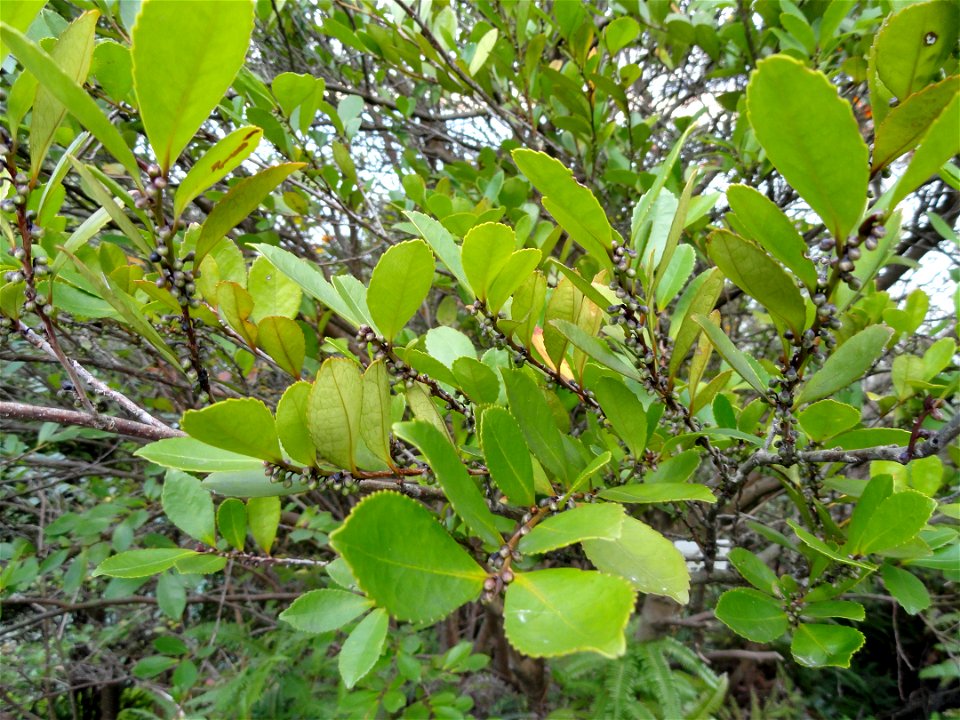 Botanical specimen in the Miyajima Natural Botanical Garden, Hatsukaichi, Hiroshima, Japan.
