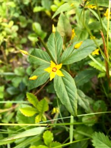 Lysimachia ciliata, the fringed loosestrife, is a species of flowering plant in the family Primulaceae. It is an erect, herbaceous perennial growing to 120 cm (47 in) tall and 60 cm (24 in) broad, wit