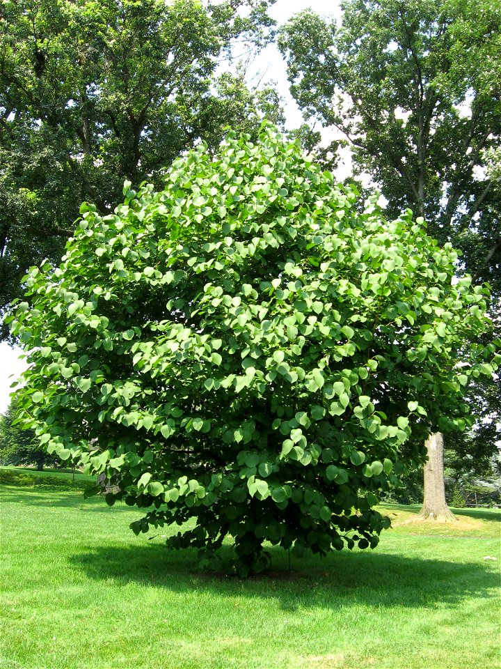 A picture of Styrax obassia.