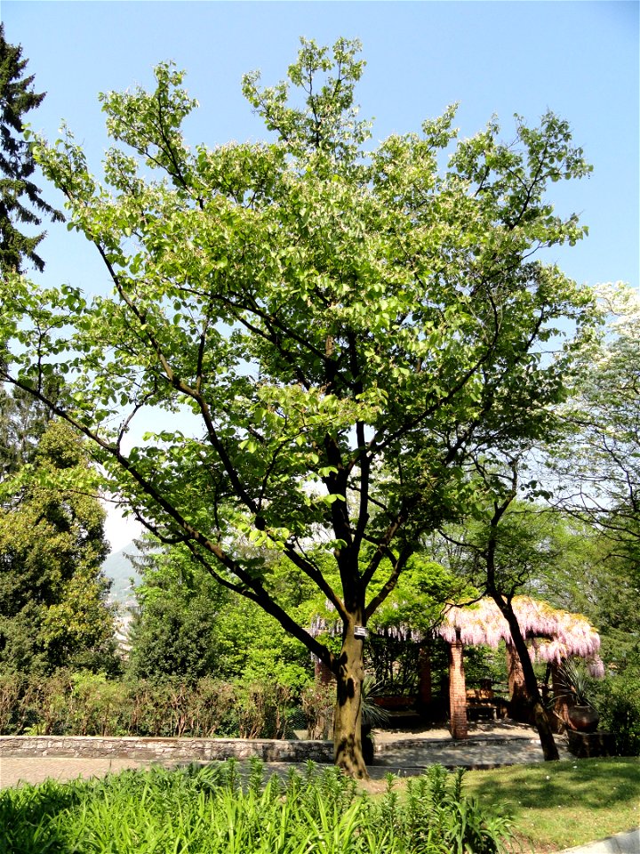 Styrax obassia. Botanical specimen on the grounds of the Villa Taranto (Verbania), Lake Maggiore, Italy.