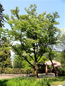 Styrax obassia. Botanical specimen on the grounds of the Villa Taranto (Verbania), Lake Maggiore, Italy. photo