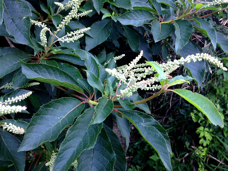Clethra barbinervis, sunny secondary forest on ridge. Hiking trail west of Sangō, Nara Prefecture, Japan.
