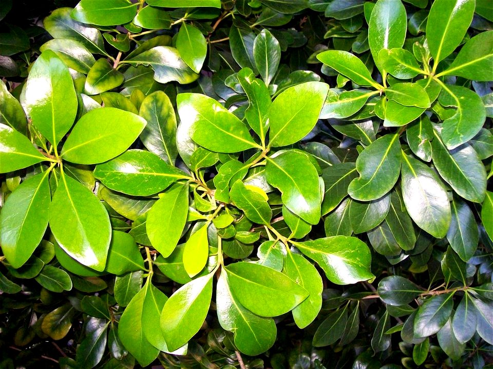 Pouteria eerwah at the Royal Botanic Gardens, Sydney