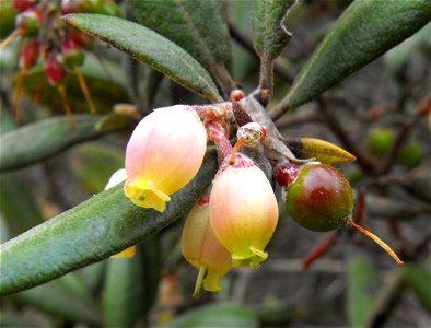 — Mission manzanita. • On Carmel Mountain, in the Carmel Mountain Preserve, San Diego, California. photo