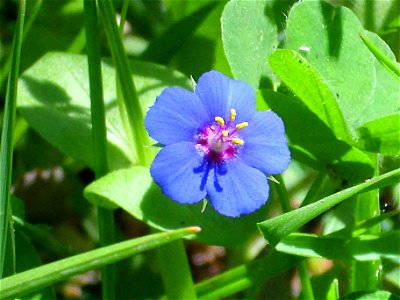 Anagallis foemina flower closeup, Sierra Madrona, Spain
