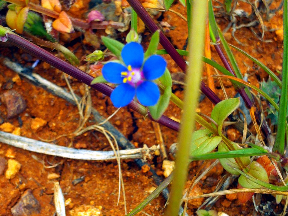 Anagallis foemina flower close up, Campo de Calatrava, Spain
