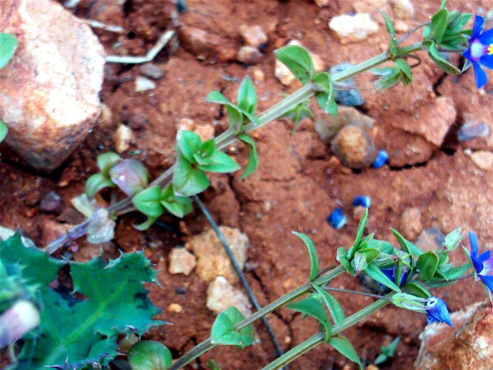 Anagallis foemina habit, Campo de Calatrava, Spain