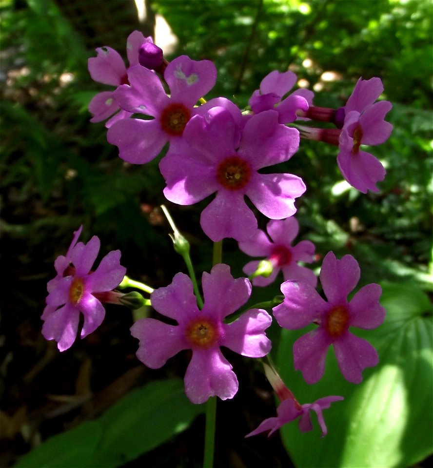 Primula japonica in the UC Botanical Garden, Berkeley, California, USA. Identified by sign.