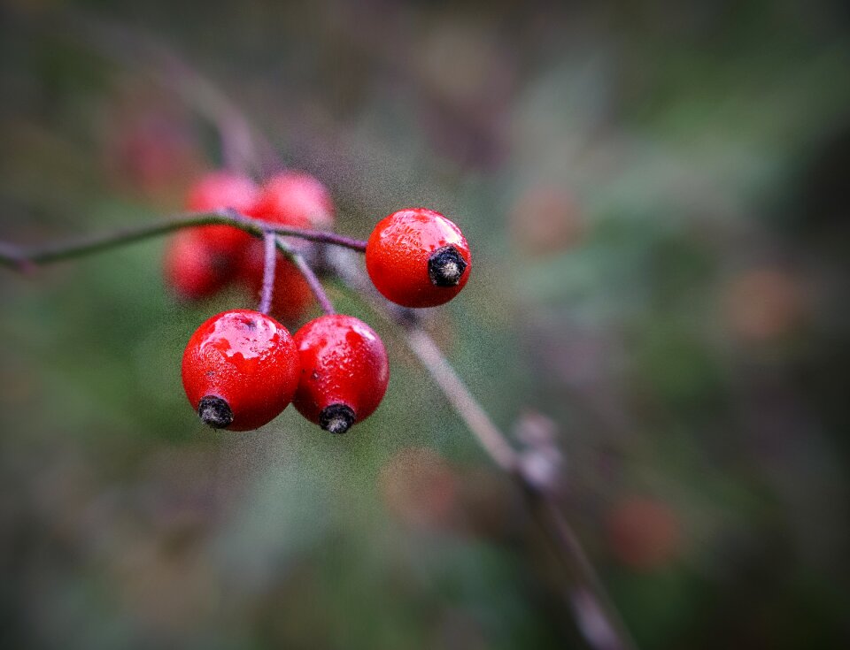 Wild organic botany