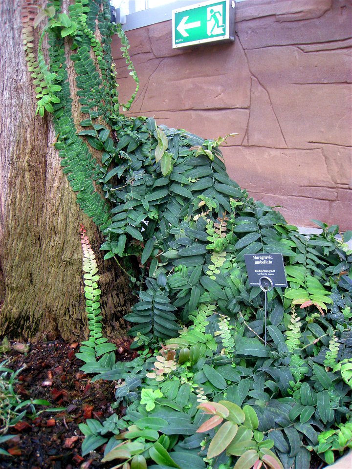 Marcgravia umbellata specimen in the Botanischer Garten, Berlin-Dahlem (Berlin Botanical Garden), Berlin, Germany.