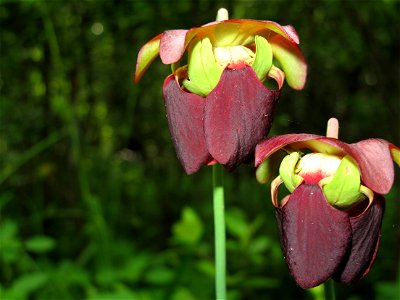 Image title: Mountain sweet pitcher rose plant flower flora Image from Public domain images website, http://www.public-domain-image.com/full-image/flora-plants-public-domain-images-pictures/flowers-pu photo