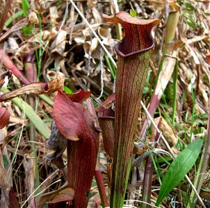 Sarracenia jonesii, cataract bog granite outcrop in Pickens County, South Carolina
