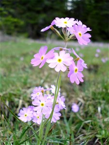 Mehl-Primel (Primula farinosa)