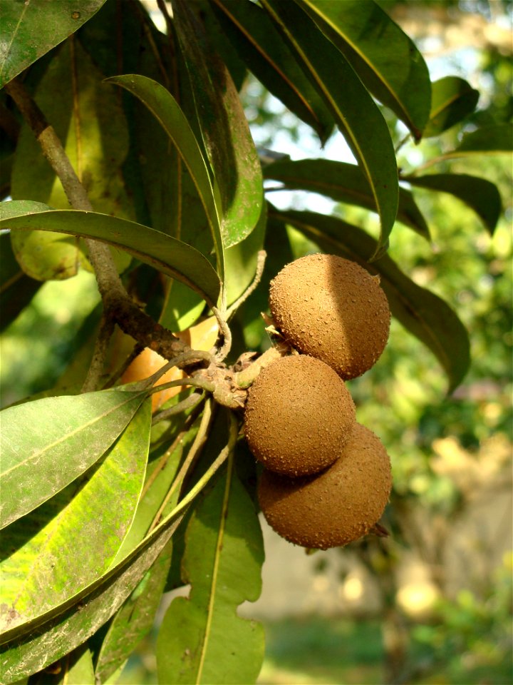 Frutos del níspero criollo (Manilkara huberi), en una finca de Barlovento, Venezuela