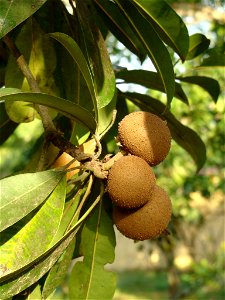 Frutos del níspero criollo (Manilkara huberi), en una finca de Barlovento, Venezuela photo