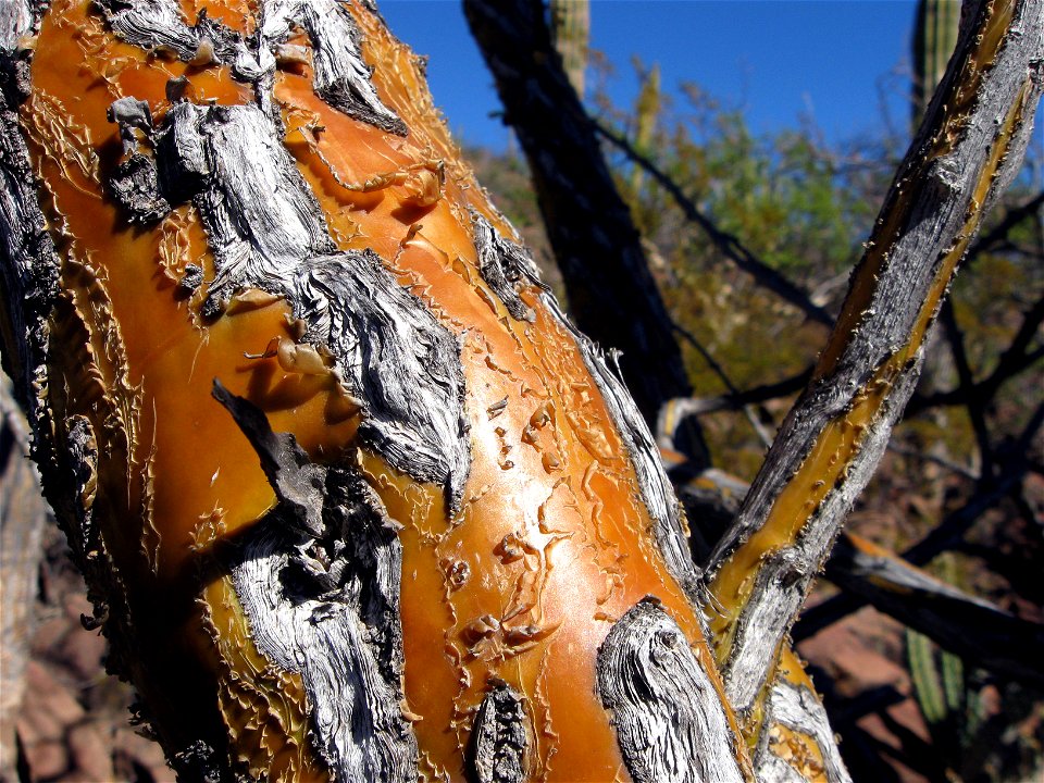 trunk of fouquieria diguetii, Palo Adan or Adam's Tree, photo taken at Cerro Colorado in Baja California Sur, Mexico