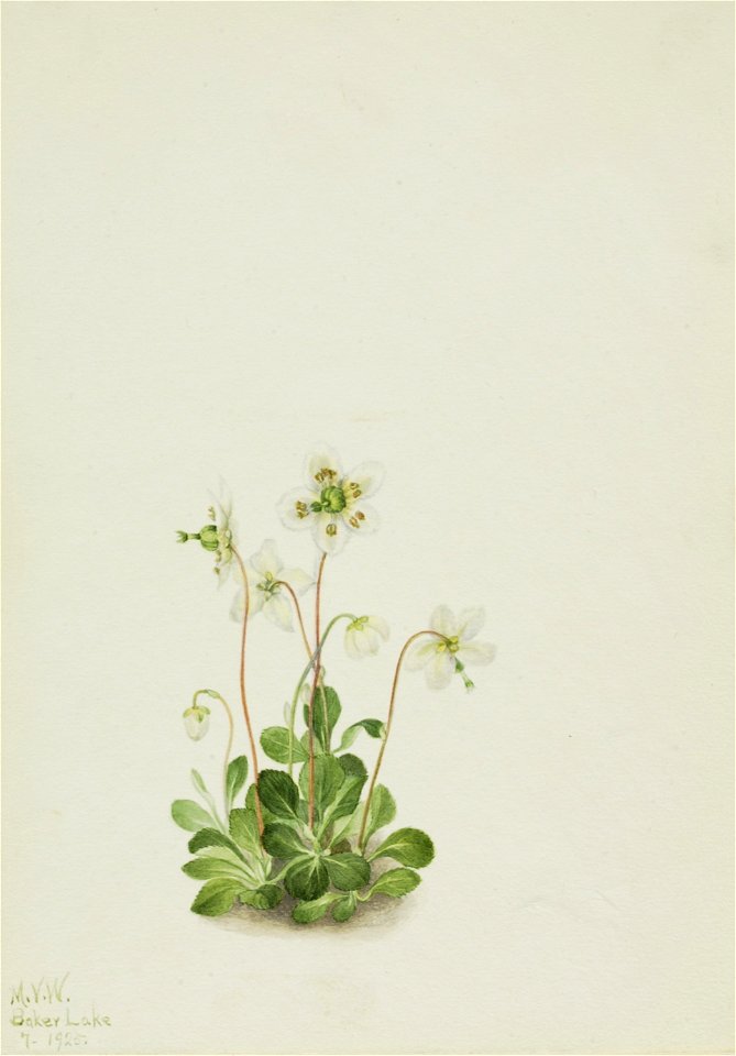Wood Nymph (Moneses uniflora)