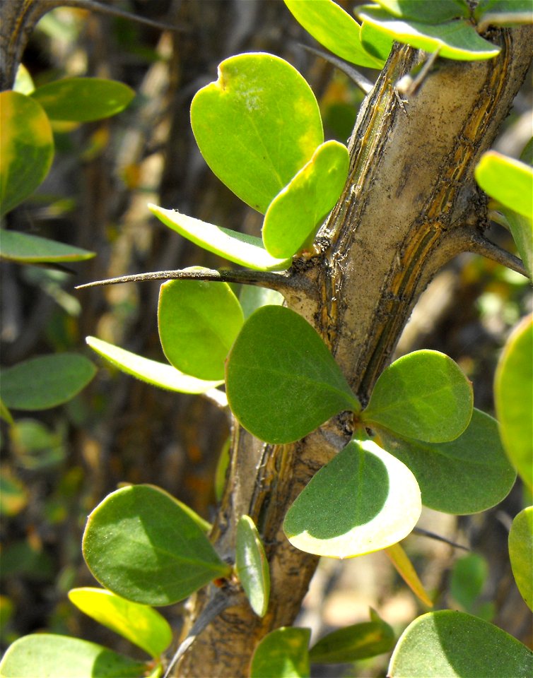Fouquieria diguetii at the San Diego Wild Animal Park, Escondido, California, USA.