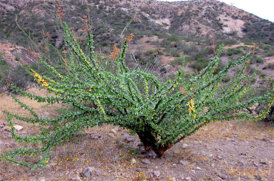 Fouquieria diguetii, aka Palo Adan and Adam's Tree, in leaf near Cabo Pulmo in Baja California Sur, Mexico